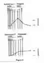 Fig. 06 - Method of mediating Airway Smooth Muscle Construction Due to Airway Irritation