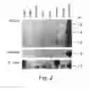 Fig. 06 - Growth factor which acts through ErbB-4 RTK