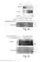 Fig. 09 - Growth factor which acts through ErbB-4 RTK