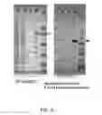 Fig. 07 - Bacterial leader sequences for increased expression