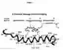Fig. 08 - Biosynthetic Polypeptides Utilizing Non-Naturally Encoded Amino Acids