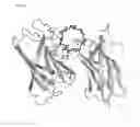 Fig. 22 - Starch Binding Domain and Use Thereof