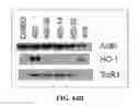 Fig. 46 - Antioxidant inflammation modulators: oleanolic acid derivatives with amino and other modifications at C-17