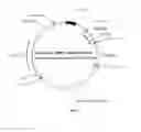 Fig. 02 - RECOMBINANT CONSTRUCTS AND TRANSGENIC FLUORESCENT ORNAMENTAL FISH THEREFROM