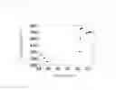 Fig. 05 - METHOD OF MANUFACTURING TWINNING INDUCED PLASTICITY TYPE ULTRA-HIGH STRENGTH STEEL SHEET
