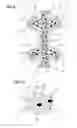 Fig. 06 -  ELASTIC STRAP