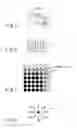 Fig. 04 - INFORMATION PROCESSING APPARATUS, AND SUPER-RESOLUTION ACHIEVEMENT METHOD AND PROGRAM