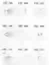 Fig. 08 - Apparatus for detecting a pupil, program for the same, and method for detecting a pupil