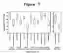Fig. 07 - COMPOSITIONS AND METHODS FOR DIAGNOSING AND TREATING CANCER
