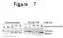 Fig. 08 - COMPOSITIONS AND METHODS FOR DIAGNOSING AND TREATING CANCER