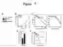 Fig. 09 - COMPOSITIONS AND METHODS FOR DIAGNOSING AND TREATING CANCER