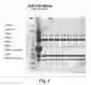 Fig. 04 - CLARIFICATION OF TRANSGENIC MILK USING DEPTH FILTRATION