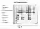 Fig. 05 - CLARIFICATION OF TRANSGENIC MILK USING DEPTH FILTRATION