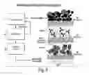Fig. 06 - CLARIFICATION OF TRANSGENIC MILK USING DEPTH FILTRATION