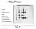 Fig. 11 - CLARIFICATION OF TRANSGENIC MILK USING DEPTH FILTRATION
