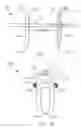 Fig. 07 - Stapling device for closing perforations