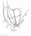 Fig. 08 - DEVICE FOR THE DEFIBRILLATION OF THE HEART