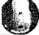 Fig. 488 - Substance with an antimicrobial effect