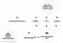 Fig. 01 - Rapid identification of proteins and their corresponding source organisms by gas phase fragmentation and identification of protein biomarkers