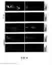 Fig. 07 - PROTEIN FORMULATIONS COMPRISING S1-5