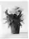 Fig. 01 - Carnation plant named 'CFPC Adele'
