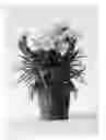 Fig. 02 - Carnation plant named 'CFPC Adele'