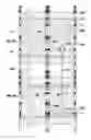 Fig. 01 - Prefabricated insulation wall panels for construction of concrete walls