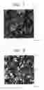 Fig. 05 - Thin-film transistor and process for its fabrication