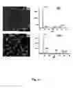 Fig. 03 - Nanostructured metal-polyaniline composites and applications thereof