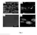 Fig. 04 - Nanostructured metal-polyaniline composites and applications thereof