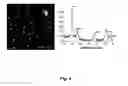 Fig. 05 - Nanostructured metal-polyaniline composites and applications thereof