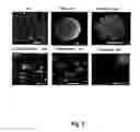 Fig. 06 - Nanostructured metal-polyaniline composites and applications thereof