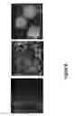 Fig. 09 - Nanostructured metal-polyaniline composites and applications thereof