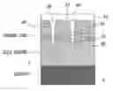 Fig. 01 - Process for Fabricating Buried Optical Waveguides Using Laser Ablation