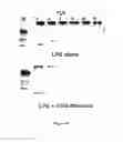 Fig. 02 - Poly TLR antagonist