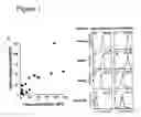 Fig. 02 - Interaction of with epithelial cells, extracellular matrix proteins and the complement system