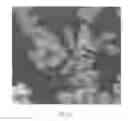 Fig. 06 - Stable silver colloids and silica-coated silver colloids, and methods of preparing stable silver colloids and silica-coated silver colloids