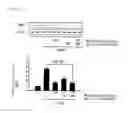 Fig. 07 - Pharmaceutical composition comprising metadoxine and garlic oil for preventing and treating alcohol-induced fatty liver and steatohepatitis