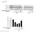 Fig. 09 - Pharmaceutical composition comprising metadoxine and garlic oil for preventing and treating alcohol-induced fatty liver and steatohepatitis