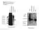 Fig. 21 - Methods of diagnosing endometriosis in human subjects using the ME-5 polypeptide
