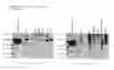 Fig. 25 - Methods of diagnosing endometriosis in human subjects using the ME-5 polypeptide