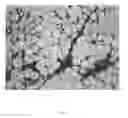 Fig. 02 - COMPOSITIONS AND METHODS TO REDUCE FAT AND RETRACT SKIN