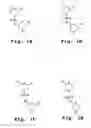 Fig. 02 - Antisense antiviral compound and method for treating arenavirus infection