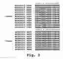 Fig. 04 - Antisense antiviral compound and method for treating arenavirus infection