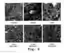 Fig. 07 - Antisense antiviral compound and method for treating arenavirus infection