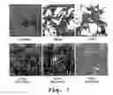 Fig. 08 - Antisense antiviral compound and method for treating arenavirus infection