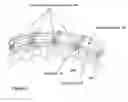 Fig. 06 - Radially inwardly directed electron beam source and window assembly for electron beam source or other source of electromagnetic radiation