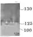 Fig. 02 - Method of forming nitride semiconductor and electronic device comprising the same