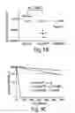 Fig. 07 - MELANOMA REPOPULATING CELLS