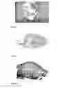 Fig. 02 - Osteogenic Device for Inducing Bone Formation in Clinical Contexts
